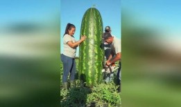 大瓜 吃瓜,吃瓜群众如何解读明星隐私风暴