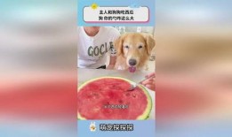 小狗瓜可以吃吗,宠物饮食安全指南