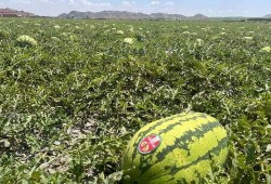 带你吃瓜刮树皮,揭秘民间趣味游戏背后的文化内涵