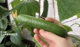 梦见去摘瓜吃,摘瓜食果的奇幻之旅