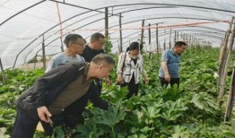 梢头村吃瓜事件,一场引发热议的乡村奇闻