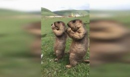 草原的吃瓜群众,见证草原生活的点点滴滴