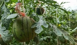 濮阳翟庄吃瓜,一场别开生面的“吃瓜”盛宴