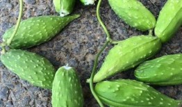 孕妇吃莴瓜好吗,孕妇适量食用莴瓜有益健康