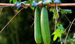 天气预报吃瓜,天气预报助你吃瓜消暑攻略”