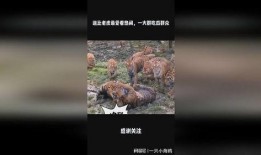 吃瓜逗比群众,揭秘娱乐圈幕后趣闻