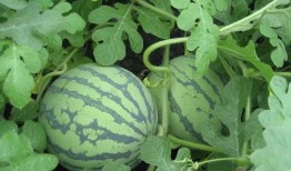 大梁讲吃瓜,揭秘娱乐圈幕后故事