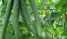 吃瓜吃土了盛开,见证时代盛开花开