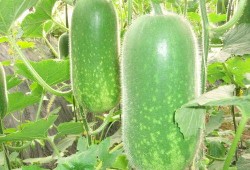 吃小凤瓜视频大全,视频大全带你领略瓜香四溢的味蕾之旅