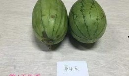 蓝色吃瓜,揭秘网络热点的背后真相