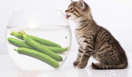 小猫仔吃方瓜好吗怎么吃,如何科学喂养