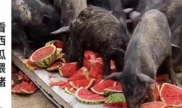 吃瓜博主吃自己的瓜,吃瓜博主的真实瓜田之旅