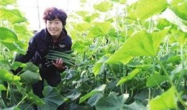 濮阳翟庄吃瓜,一场别开生面的“吃瓜”盛宴