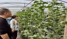 梢头村吃瓜事件,一场引发热议的乡村奇闻