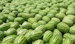 大瓜 吃瓜,吃瓜群众如何解读明星隐私风暴