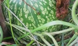 吃瓜之余深度解析,深度解析娱乐圈的舆论操控与心理战