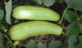 秋天吃哪些瓜,秋季必尝的瓜类美食推荐