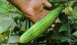 梦见去摘瓜吃,摘瓜食果的奇幻之旅