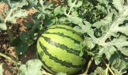 明也吃瓜版,揭秘娱乐圈幕后真相，带你领略明星的另一面