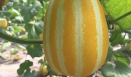 在哪可以看到吃瓜,吃瓜群众的“瓜源”大搜索