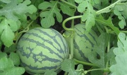 观花吃瓜,探寻春日里的美食与美景