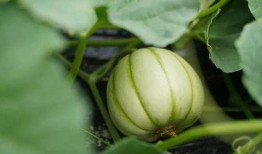 明也吃瓜版,揭秘娱乐圈幕后真相，带你领略明星的另一面